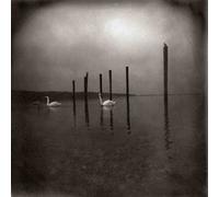 Conference of the Birds