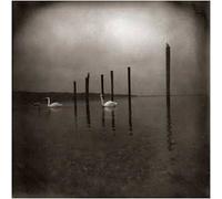 Conference of the birds CD