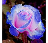 Confezione da 30 semi di rosa profumati, piante rare, blu-rosa, da tavolo, per giardino, per donne, uomini, bambini, principianti, giardinieri, regalo