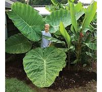 Confezione di semi di Colocasia Gigantea da 100 pezzi per esterni, piantine di piante di fogliame ornamentali Semi 1