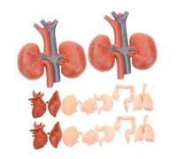 CONGARTENO 2 ensembles Modèles Réalistes Organes Humains Éducatifs Montessori pour Garçon Fille et Étudiants Simulation Anatomique Cerveau Cœur Poumon Foie Rein Jeu Pédagogique Corps Humain