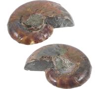 CONGARTENO 2 pièces Spécimen Ammonite Éducatif Naturel Modèle Fossile Paléontologique Coloré pour Décoration Scientifique et Cadeau Apprentissage