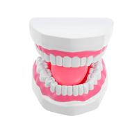 CONGARTENO Modèle Pédagogique de Dents 6 Fois Agrandi Blanc en Plastique - Maquette Éducative pour Étude de L’hygiène Bucco-, Démonstration de Brossage et Formation Pratique