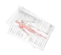CONGARTENO Poster Anatomie Humaine Soie Illustration Squelette et Muscles Affiche Pédagogique pour École Décoration Murale Éducative