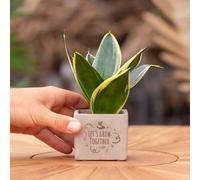 Congreetz® plantpots + Sansevieria | Cultivons ensemble