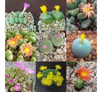 Conophytum Graines Mixtes - Sunnyplants, Graines de Lithops, Graines de Roche Vivante, Graines Mesembs, Graines de Pierres Vivantes, Lithops, Lithop (20)