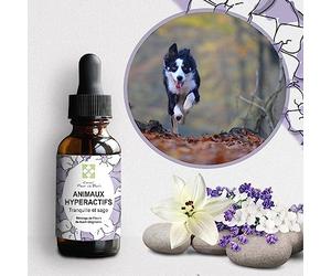 Conseil fleur de Bach® - Fleurs de Bach Animaux hyperactifs - Ce mélange va permettre à votre animal, de s'apaiser, de l'aider à se canaliser, à se modérer, s'auto discipliner et de retrouver du calme