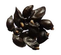 Consoude NT - Symphytum Officinale (Engrais Vert) SEM14