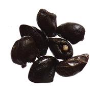 Consoude Officinale AB - Symphytum Officinale (Engrais Vert) SEM03