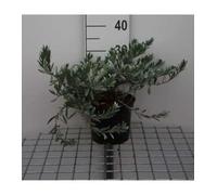 Convolvulus cneorum - Liseron Argenté 25-30 cm en pot