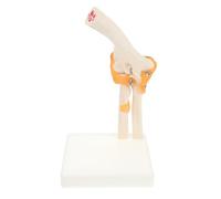 COOLHIYA Modèle de squelette humain en PVC Modèle d'articulation du coude sur support pour aide visuelle anatomique en cabinet médical et hôpital