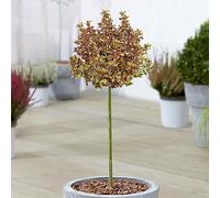 Coprosma Inferno, arbre ornemental à feuillage persistant, idéal pour le jardin, le balcon ou la terrasse. Rustique, il mesure 70 à 80 cm de haut (pot compris).