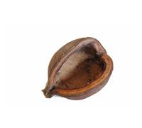 Coque de noix de badam Reptiles Planet Marron TU