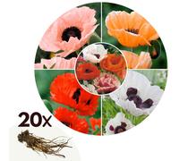 Coquelicot - 20 pcs - papaver - rhizomes