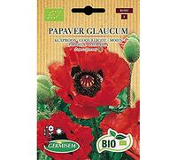Coquelicot Papaver rhoeas
