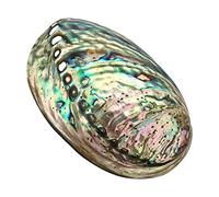 Coquillage Grand Ormeau, Plusieurs Trous Maculage Décoratif Accessoire Fête Mariage Maison Décoration 90 mm x 120 mm x 39 mm Trou : Environ 3 mm-9 mm