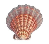 coquillage, Grands coquillages de mer naturels, coquille pétoncle, 13-15Cm(14~15cm)