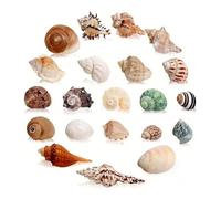 Coquillages De Bernard L'ermite: 21 PCS Coquillages De Crabe Naturels, Coquilles De Remplacement for Bernard-L'ermite pour Décoration D'aquarium Ornement Maison Bureau Micro-Paysage