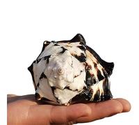 Coquillages de mer, coquillage de conque, grands coquillages naturels de croissance de crabe ermite pour fête sur le thème de la plage, décoration d'intérieur, loisirs créatifs, aquarium et
