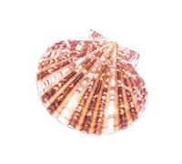 Coquillages décoratifs de pétoncle | Naturels, tailles variées, couleurs subtiles | Idéal pour l'artisanat, la décoration et l'artisanat.