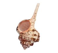 Coquillages naturels, 9/10 cm, grandes coquilles de conque 1 pièces coquillages naturels, crabe ermite
