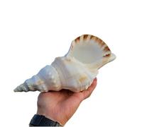 Coquillages naturels, Coquillages naturels, grandes coquilles de conques for la décoration 17-25Cm for fête mariage sur plage(24cm)