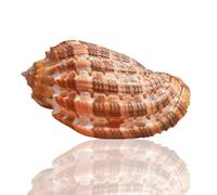 Coquillages naturels, coquillages pour l'artisanat 1 pièce de 6,5 à 7 cm de grande taille, coquillage naturel rare et véritable, for décoration d'aquarium, de mariage, de festival, de fête