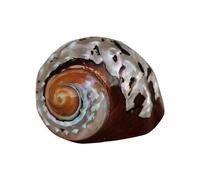 Coquillages naturels, coquillages pour l'artisanat Coquillage de salamandre sud-africain naturel for aquarium, décoration artisanale for mariage, fête sur le thème de la plage(6cm)