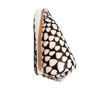 Coquillages naturels, coquillages pour l'artisanat Coquillage exotique, joli coquillage, coquillage naturel, Murex, coquillage de collection, accessoires décoratifs for la maison(9~10CM)