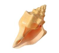 Coquillages naturels, coquillages pour l'artisanat Coquillages Grande conque naturelle for décoration et bricolage(20~21cm)
