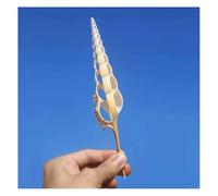 Coquillages naturels, coquillages pour l'artisanat Coquillages Grands coquillages naturels 15~19 cm Escargot à long nez for décoration de mariage, fête sur le thème de la plage, décorations for la mai