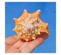 Coquillages naturels, coquillages pour l'artisanat Coquillages naturels, coquillages de mer, Rose Rouge, buccin, 8-11Cm, parfaits for la décoration de mariage, fête à thème sur la plage, décorations f