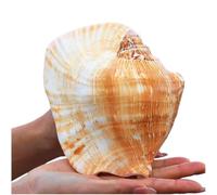 Coquillages naturels, coquillages pour l'artisanat Coquillages naturels de grande taille for décoration d'intérieur 12 à 16 cm(14~15cm)