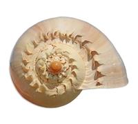 Coquillages naturels, coquillages pour l'artisanat Coquillages naturels dorés géants 10-23 cm for décoration d'aquarium, bricolage, collection for mariage, fête sur le thème de la plage(18~19cm)