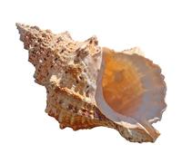 Coquillages naturels, coquillages pour l'artisanat Coquillages naturels, énormes coquillages de l'océan de 14 à 25 cm, parfaits for la décoration de mariage, les loisirs créatifs, les aquariums(14cm)