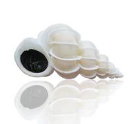 Coquillages naturels, coquillages pour l'artisanat Coquillages naturels rares conques Qishi escargot 4,5-5 cm for la décoration(5~5.5cm)