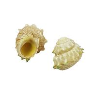 Coquillages naturels, coquillages pour l'artisanat Coquille de bernard-l'ermite, 0,78 à 1,35 pouce, calibre de la coquille : 0,39 pouce, coquille de croissance naturelle adaptée aux produits de bernar