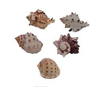 Coquillages naturels, coquillages pour l'artisanat Coquilles de bernard-l'ermite de taille moyenne, 5 pièces, coquilles d'escargots muffins, coquilles turbo, coquilles d'escargots terrestres, maison d