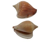 Coquillages naturels, coquillages pour l'artisanat Coquilles de bernard-l'ermite naturelles, 2 pièces, coquillages de mer aux couleurs polies, 0,78 à 1,57 pouces, parfaites for un bernard-l'ermite en