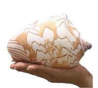Coquillages naturels, coquillages pour l'artisanat Grands coquillages naturels, énormes conques océaniques de 12 à 13 cm, coquillages géants parfaits for les mariages, les décorations for la maison, l