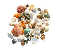 Coquillages naturels, coquillages pour l'artisanat Lot de 100 coquillages de conque - Coquillages de plage mélangés - Coquillages naturels de différentes tailles for l'artisanat, les remplissages de v