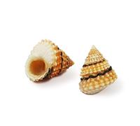 Coquillages naturels, coquillages pour l'artisanat Petite coquille de bernard-l'ermite, 2 coquilles d'escargot brunes de 1 à 2 cm, décoration artisanale for aquarium de bernard-l'ermite(2.5cm)