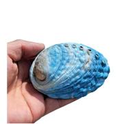 Coquillages naturels, Coquilles de mer d’ormeau bleu naturel, coquille d’océan, d’affichage polie