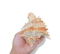 Coquillages naturels de remplacement, Coquillage rose, plusieurs tailles, for la maison et l'aquarium(13~14cm)