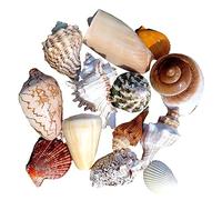 Coquillages naturels de remplacement, Lot de 185 coquillages multicolores de 1 à 12 cm(B)