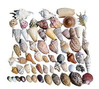 Coquillages naturels de remplacement, Lot de 185 coquillages multicolores de 1 à 12 cm(E)
