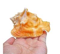 Coquillages naturels de remplacement, Lot de 3 grands coquillages naturels for décoration de plage, vases, aquariums, plusieurs tailles(A,L)