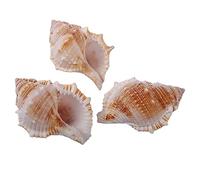 Coquillages naturels de remplacement, Lot de 7 coquillages de bernard-l'ermite de différentes tailles for décoration d'aquarium(A)