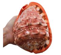Coquillages naturels de remplacement, Statues de conques décoratives de plage 12-17 cm(14~15CM)
