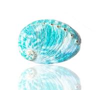 Coquillages naturels, Grand coquillage d'ormeau vert naturel Rare, coquille de mer, conque, 8-9Cm, 1 pièce